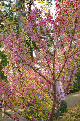 日本土肥桜６　無人 © tsuneo takeuchi