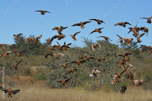 Flughühner (Pteroclidae) fliegen zur Wasseraufnahme zum Wasserloch in der Kalahari (Südafrika) © anni94