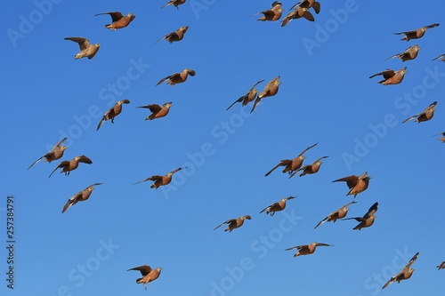 Flughühner (Pteroclidae) fliegen zur Wasseraufnahme zum Wasserloch in der Kalahari (Südafrika)