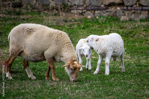 sheep with its lambs in a field