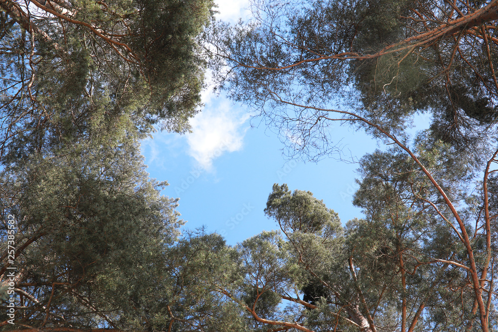 Fototapeta premium The tops of evergreen trees against the sky