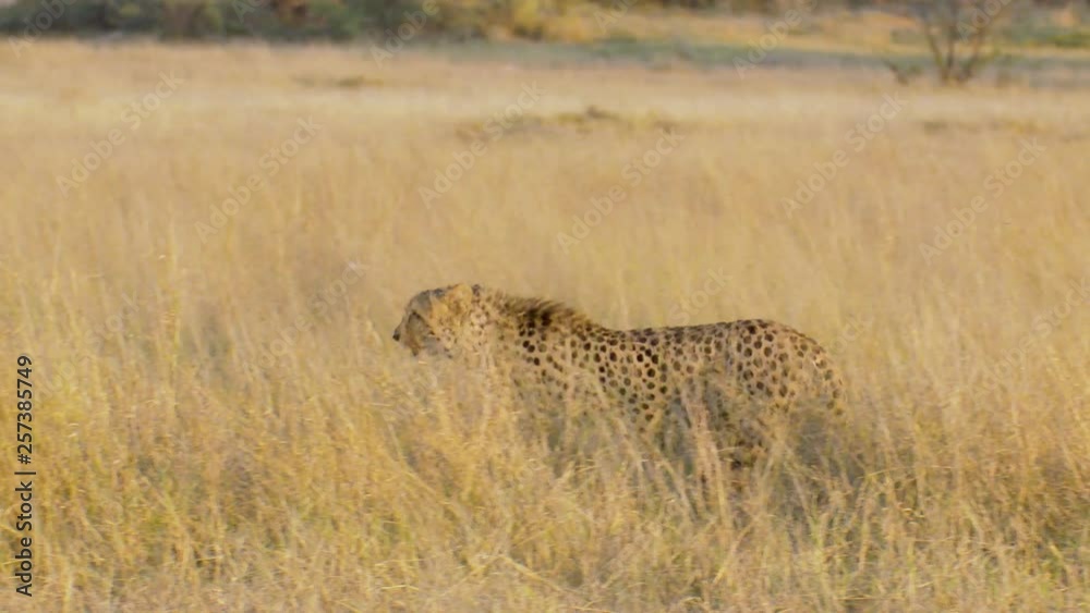 Wide shot of a male cheetah walking through the tall dry grass in Botswana Wide shot of a male cheetah walking through the tall dry grass in Botswana