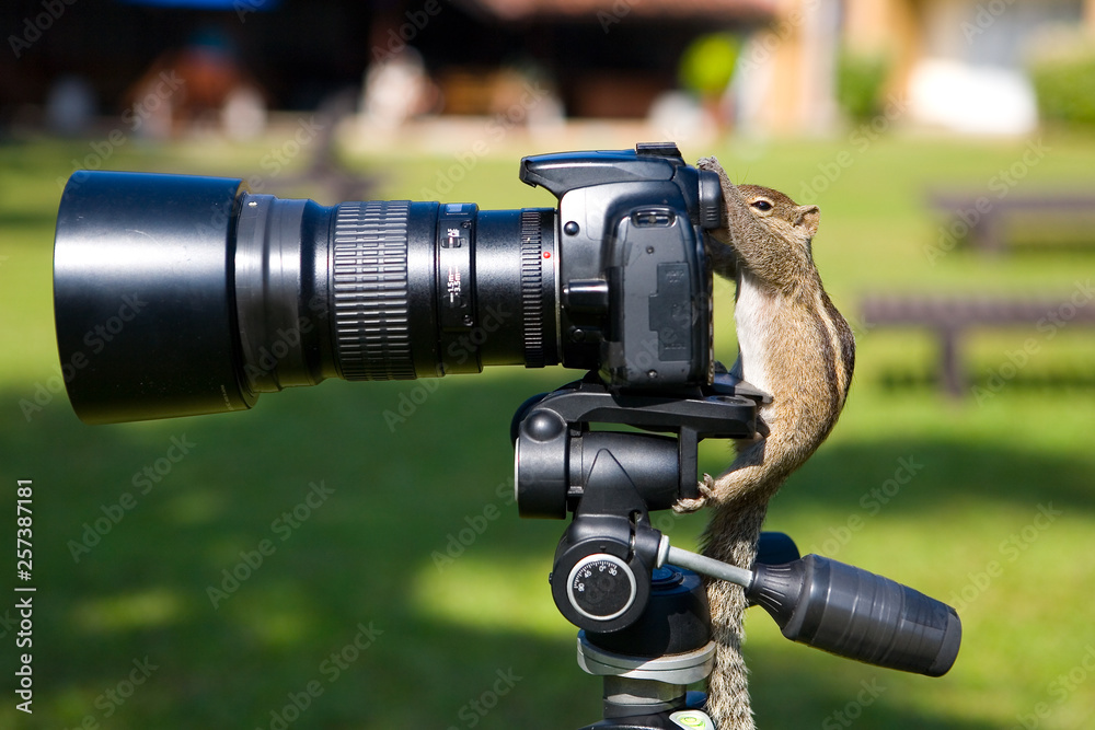 Palm squirrel as a photographer aims at the camera viewfinder.