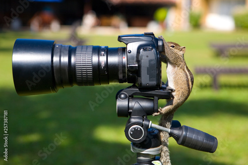 Palm squirrel as a photographer aims at the camera viewfinder.
