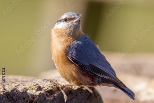 Eurasian Nuthatch (Sitta europaea) in the nature reserve Moenchbruch near Frankfurt, Germany. photo