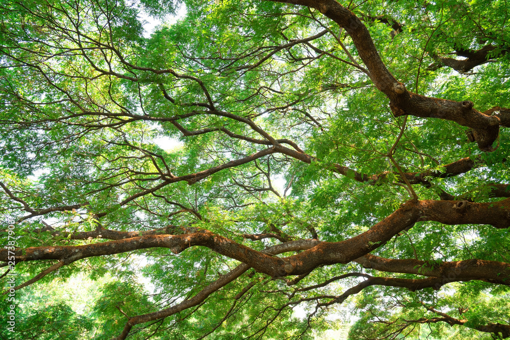 Summer green leaves ,forest trees. nature green leaf and tree branch sunlight background. Summer green leaves ,forest trees. nature green leaf and tree branch sunlight background.