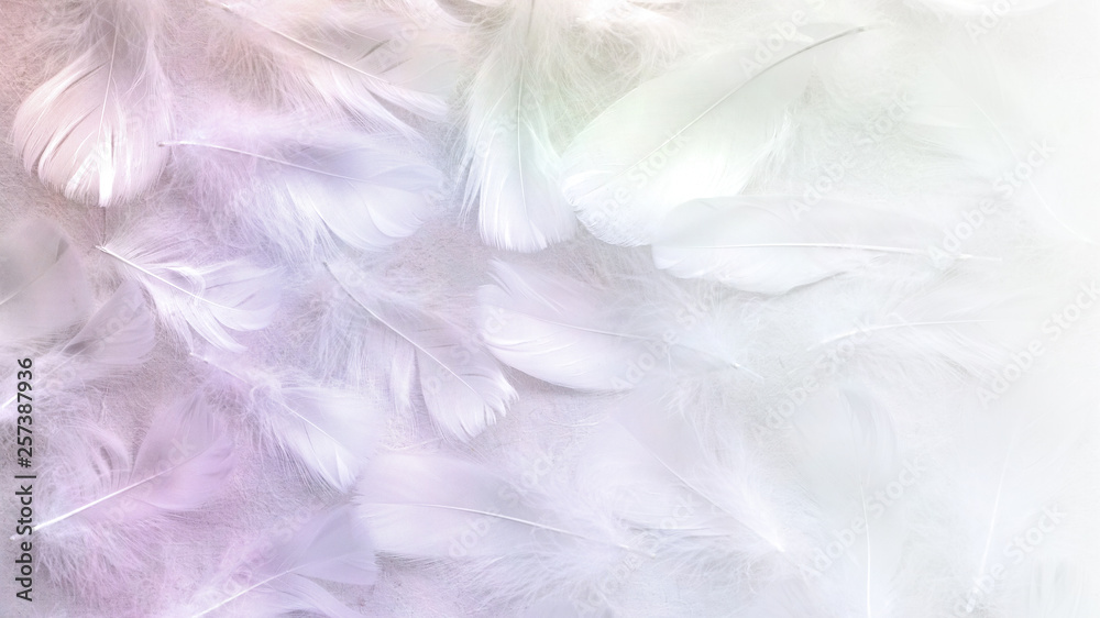 Angelic Pastel tinted White feather background - small fluffy white feathers randomly scattered forming a background fading into white on right side - obrazy, fototapety, plakaty 