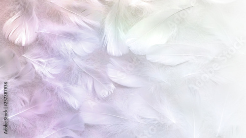 Angelic Pastel tinted White feather background - small fluffy white feathers randomly scattered forming a background fading into white on right side