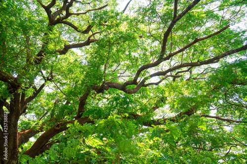  Summer green leaves ,forest trees. nature green leaf and tree branch sunlight background.