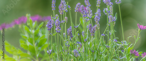 Lavendel, Blumenwiese