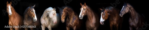 Horse group portrait at black background for banner