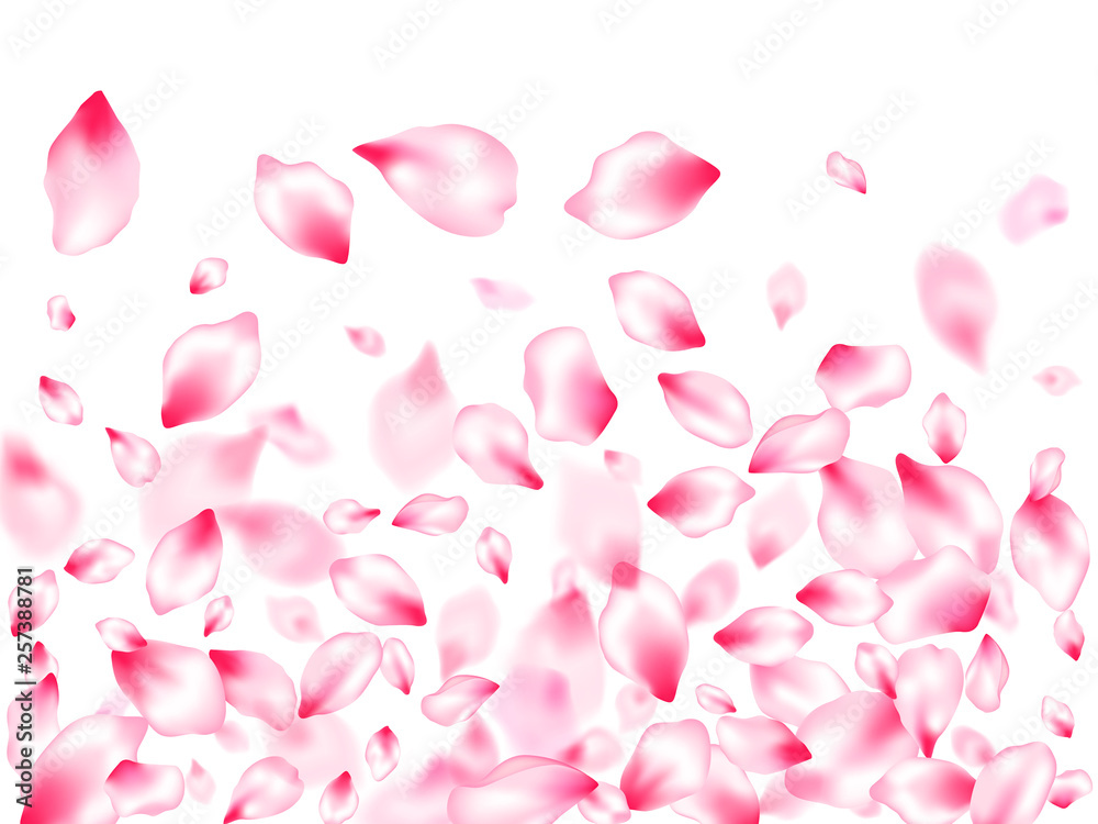 Spring blossom isolated petals flying Spring blossom isolated petals flying