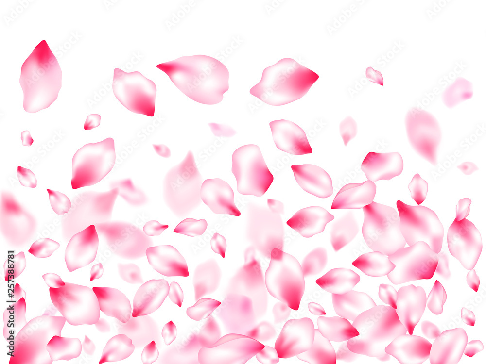 Spring blossom isolated petals flying