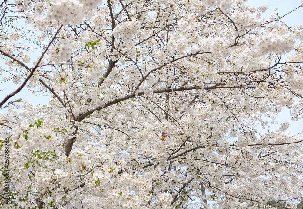 Close up white sakura flower blossom on tree in spring seasonal,natural background. Close up white sakura flower blossom on tree in spring seasonal,natural background.