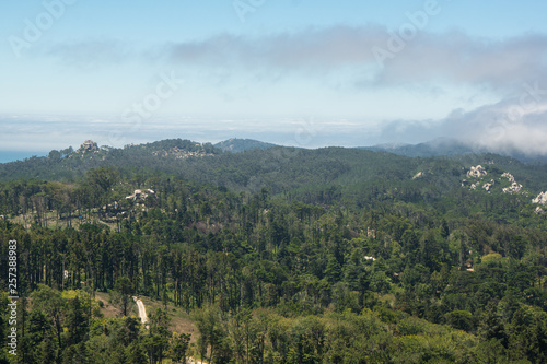 forest in palace da pena park