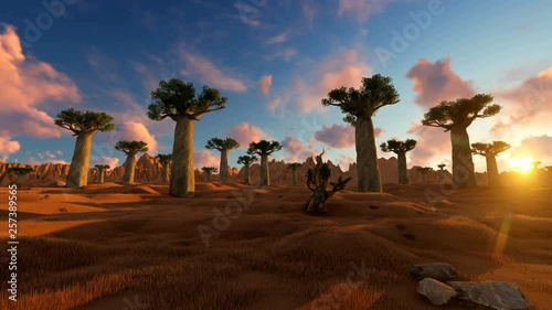 Sunset on african landscape with baobab tree
