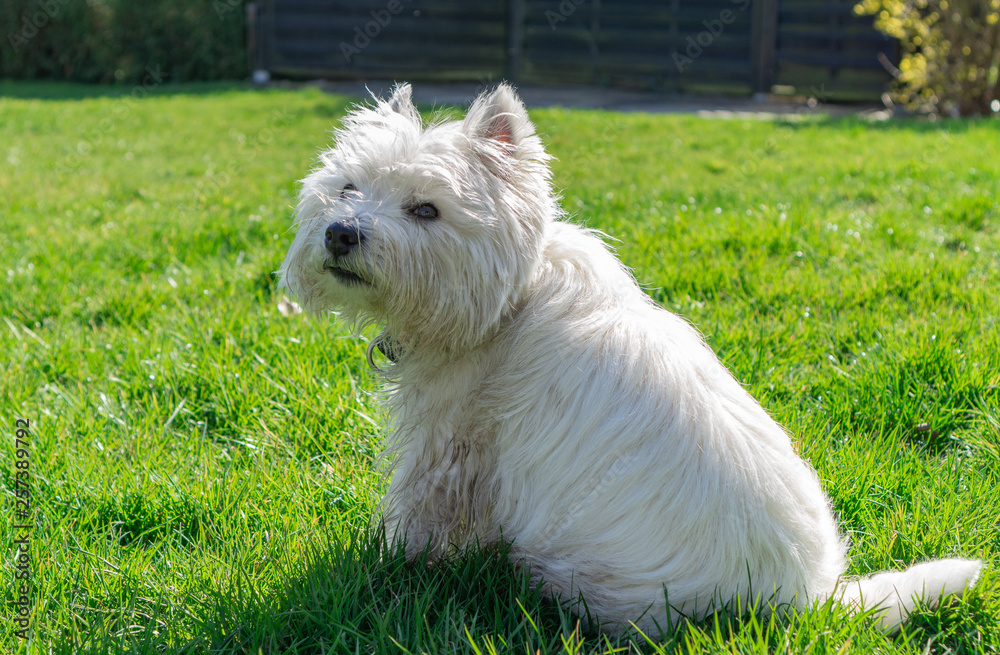 West Highland White terrier in the garden