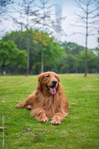 Canvas Print Cute Golden Retriever dogs play in Park Meadows