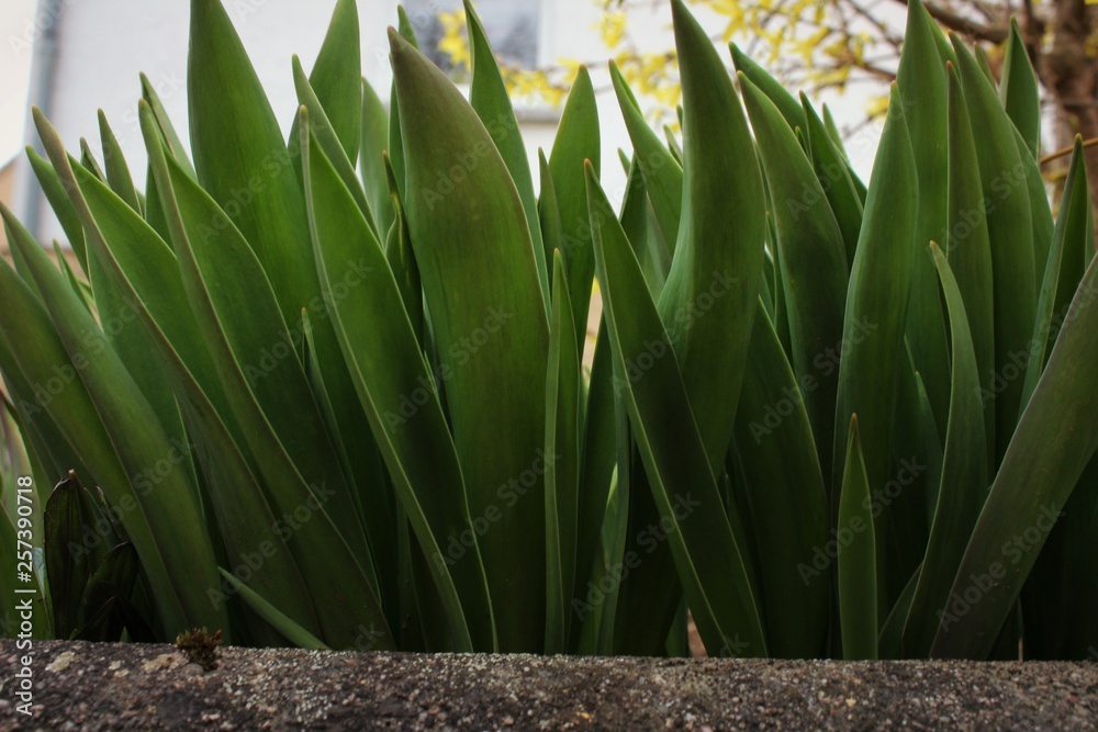 Obraz premium Green plants