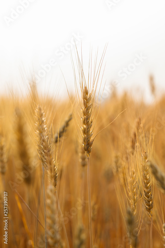 close up green barley field