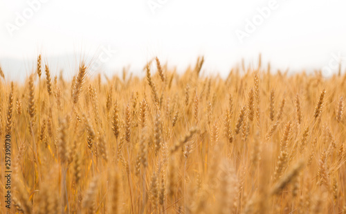 close up green barley field