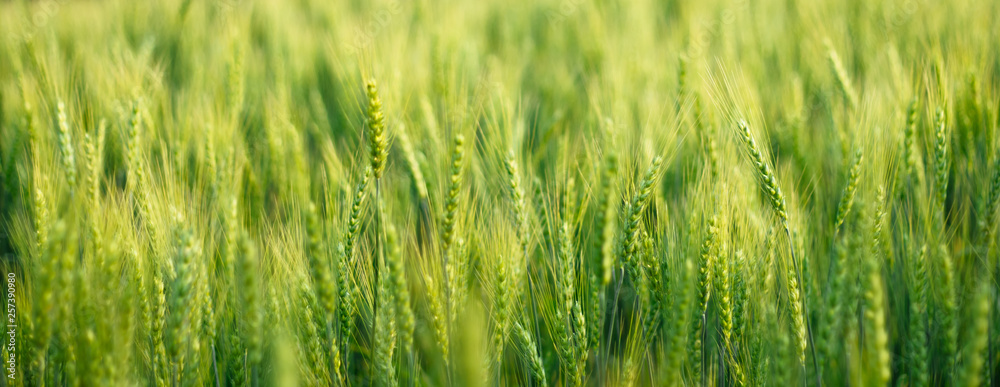 close up green barley field