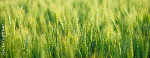 Tableau sur toile close up green barley field