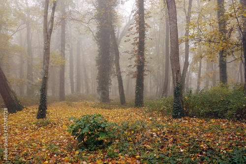 ドイツの秋の森 霧の中に広がる黄色の落ち葉の絨毯