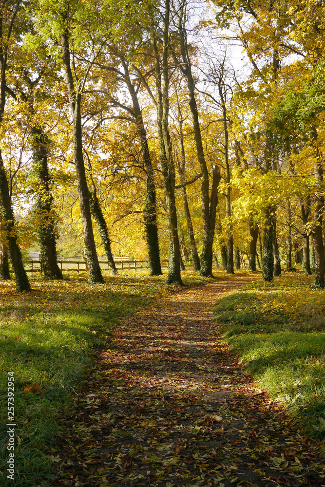 ドイツの秋の森　遊歩道に広がる落ち葉
