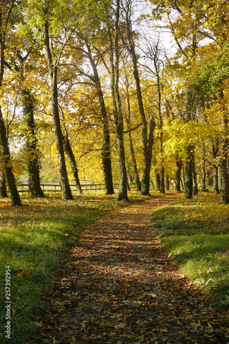 ドイツの秋の森 遊歩道に広がる落ち葉