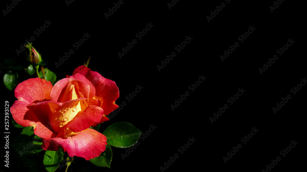 Beautiful red rose with dew drops isolated on black background. Perfect for background greeting cards and invitations of the wedding, birthday, Valentine's Day, Mother's Day. 16x9 Beautiful red rose with dew drops isolated on black background. Perfect for background greeting cards and invitations of the wedding, birthday, Valentine's Day, Mother's Day. 16x9