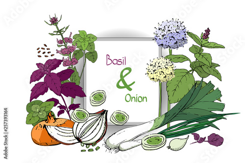 Vector set of onion and basil.
