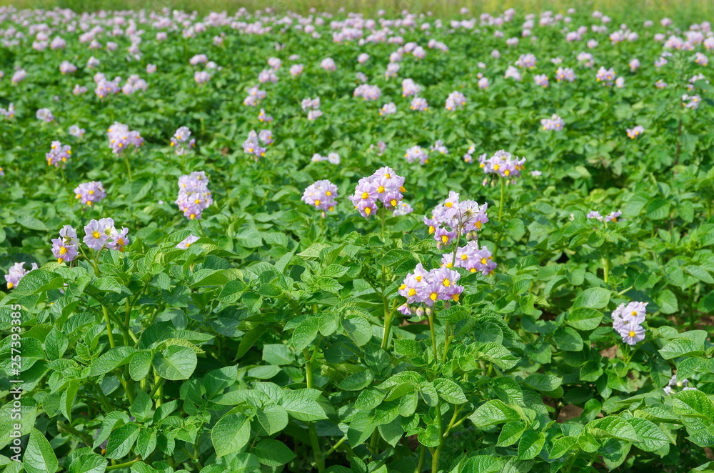 Potatoes bloom on the field on a summer day Potatoes bloom on the field on a summer day