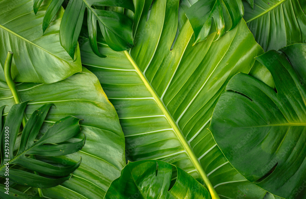 Obraz premium group of tropical green leaf 