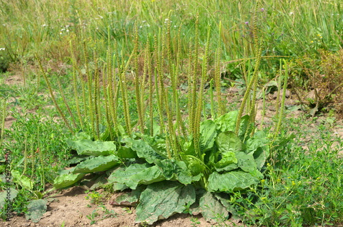 Plantain common (lat. Plantago major) with peduncles on a summer day