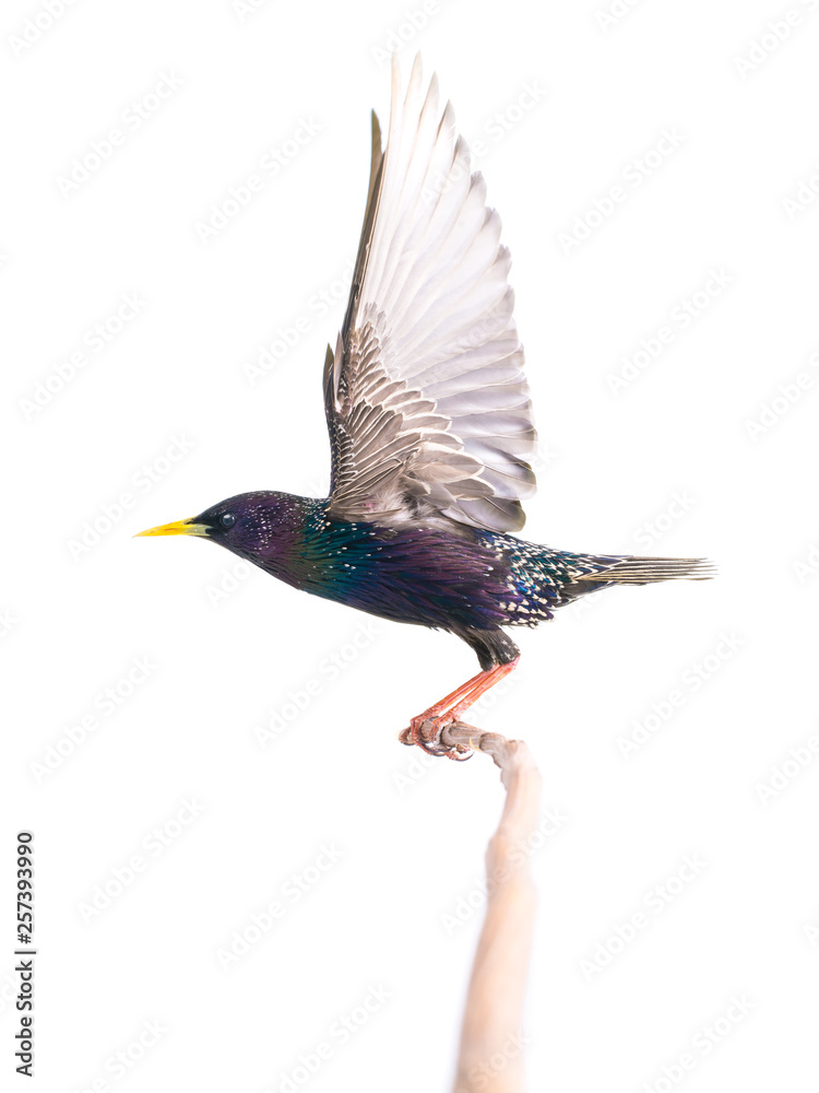 Obraz premium European starling (Sturnus vulgaris) in flight, isolated