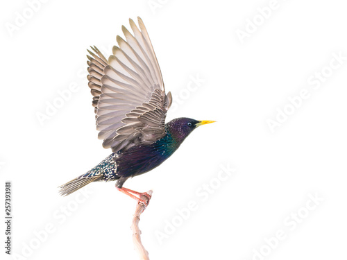 Принти на полотні European starling (Sturnus vulgaris) in flight, isolated