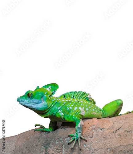 green chameleon (Chamaeleo calyptratus) isolated on white background