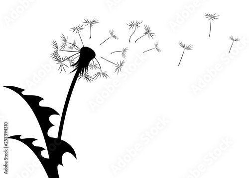 The dandelion Flower with flying seeds.