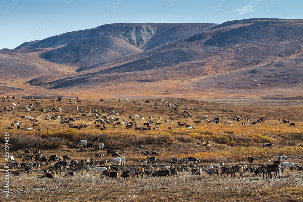 A herd of reindeer in the tundra. Autumn landscape with animals on a background of mountains. Arctic nature. Chukotka, Siberia, Far East of Russia. A herd of reindeer in the tundra. Autumn landscape with animals on a background of mountains. Arctic nature. Chukotka, Siberia, Far East of Russia.