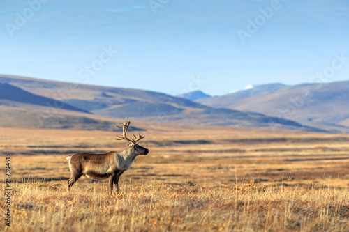 Lonely reindeer in the tundra. Beautiful vast valley among the hills far from civilization. Arctic nature. Chukotka, Siberia, Far East of Russia. Extreme North. Place for text. photo
