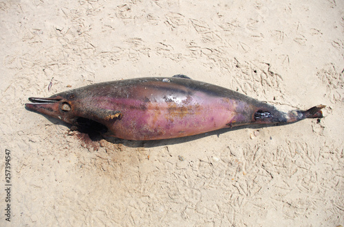 échouage de dauphin sur une plage de la côte atlantique française