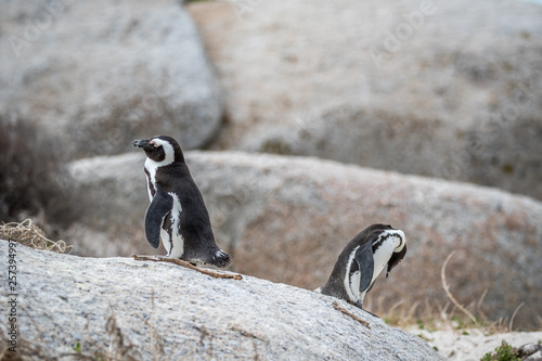 Two African penguins standing on a rock.