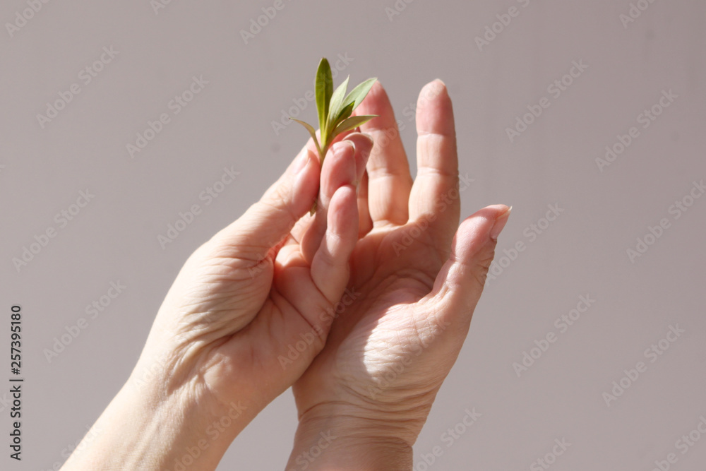 Women's hands hold, guarding, on the palms of a young green plant on a light background, the concept of nature protection Women's hands hold, guarding, on the palms of a young green plant on a light background, the concept of nature protection