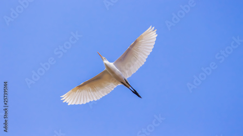 The Smooth & Elegant flight of a Great Egret