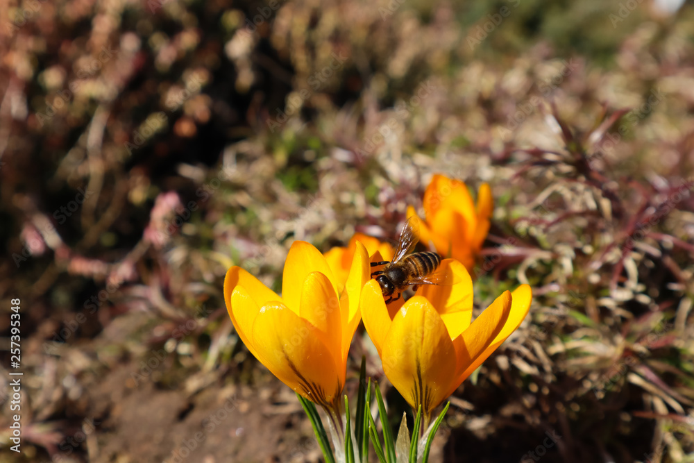 Beautiful yellow crocus flowers with bee in spring garden Beautiful yellow crocus flowers with bee in spring garden