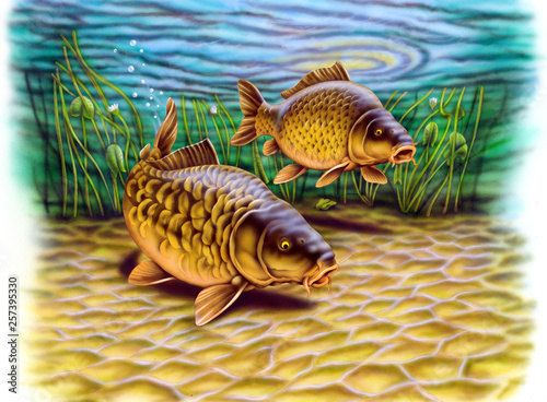 Carp fish swimming in pond, color airbrush