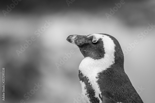 Close up of an African penguin. © simoneemanphoto