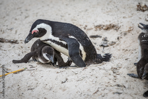 Two African penguins cuddling in the sand.