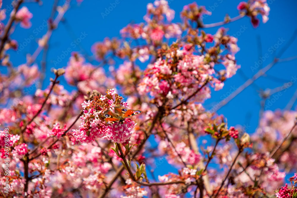 Cherry blossom before blue sky with butterfly and bees as spring messengers Cherry blossom before blue sky with butterfly and bees as spring messengers